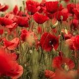 50 Adet Gelincik Çiçek Tohumu (Papaver Rhoeas)