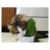 50 Adet Tohum Kedi Cimi Tohumu Cim Tohumu Kedi Cimi Saksi Toprak Surpriz Hediye Tohumla Gonderilir