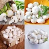 50 Adet Tohum Nadir Beyaz Kültür Mantarı Tohumu Organik Doğal Man