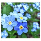 50 Adet Tohum Nadir Bulunan Beni Unutma Mavi Beni Unutma Yaban Kir Cicegi Saksi Toprak Hediye