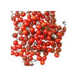 50 Adet Tohum Nadir Ithal Cherry Minik Bezelye Domates Tohumu Surpriz Hediye Tohum