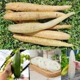 50 Adet Tohum Nadir Lif Kabağı Tohumu Organik Hobi Bahçe Tohumları Taze Yeni Hasat Tohum Saksı Topra