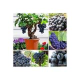 50 Adet Tohum Organik Hobi Bahce Siyah Uzum Bonsai Agac Tohumu