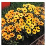 50 Adet Tohum Organik Hobi Bahce Tropikal Afrika Papatya Tohumu Sagla