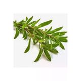 50 Adet Tohum Organik Kekik Tohumu Aromatik Dag Kekigi Tohumu Surpriz Hediye Tohum Ata Tohum