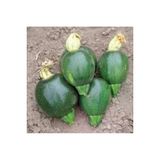 50 Adet Tohum Organik Yesil Toprak Yuvarlak Yesil Kabak Tohum Taze Hasat