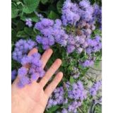 50 Adet Tohum Vapur Dumanı Çiçek Tohumu Vapur Dumanı Çiçek Saksı