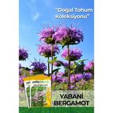 50 Adet Yabani Bergamot Çiçek Tohumu