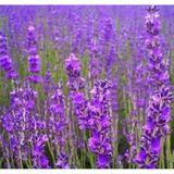 50+ Kokulu İngiliz Vera Lavanta Tohumu N115286
