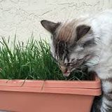 500 Adet Tohum Eko Paket Kedi Çimi Tohumu Çim Tohumu Kedi Çimi Sürpriz Hediye Tohumla Gönderilir
