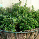 500+ Aromatik Kekik Tohumu N11.3345