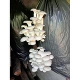 500 Gram İstiridye Mantar Tohumu-( Kütüğe Ekim)