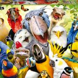 500 Parça Kuş Selfiesi Puzzle - Watch The Birdie - 19622