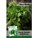 5000 Adet Geniş Yaprak Yerli Maydonoz Tohumu