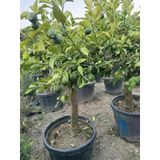 55 Lt Saksıda ,15 Yaş Yetişkin Yediveren Limon Ağacı Boy 150-200 Cm