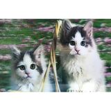 5D Elmas Boyama Sevimli Kediler İkili Kedi Resmi Tablosu 40x60 cm (5250)
