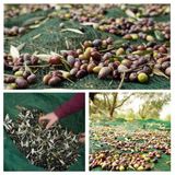 5X6 METRE ZEYTİN SERGİSİ ZEYTİN TOPLAMA FİLESİ FINDIK FISTIK ÖRTÜSÜ %75 GÖLGELİK DUT MEYVE SERGİSİ TABAN ÖRTÜSÜ