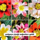 6 adet karışık palyaço çiçek soğanı dgdert4554