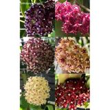 6 Adet Mum Çiçeği Fidanı 6 Ayrı Renkte