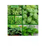 6 Paket Tohum No11 Yeşil Fesleğen Maydanoz Nane Kuzukulağı Tohumu Dere Otu Roka Yeşillik Tohumları