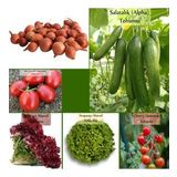 6 Paket Tohum No20 Kıska Iska 1 Kg. Arpacık Soğan Salatalık Domates Marul Cherry Domates Tohumu