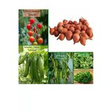 6 Paket Tohum No7 Iska 1 Kg. Arpacık Soğan Çeri Domates Salatalık Tatlı Biber Frenk Maydanoz Tohumu