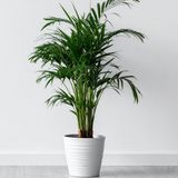 6 Yaş Areca Palmiyesi-dypsis Lutescens (180-200 Cm)