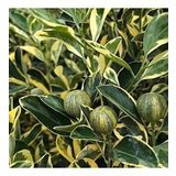 6 Yaş Aşılı Alacalı Calamondin Süs Mandalinası Fidanı, Saksıda
