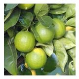 6 Yaş Aşılı Tahiti Lime Yeşil Limon Fidanı, Saksıda