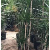 6 Yaş Marginata Çiçeği 4-5 Gövdeli (180 Cm)
