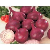 60+ Red Burgundy Kırmızı Soğan Tohumu N11.414