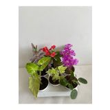 6'lı Bitki Seti Melek Kanadı+ Aşkın Göz Yaşı+ Hedera+Kırmızı Milli Dikenler Tacı+Mezem+Pilea, SRD03022025BYB269