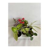 6'lı Bitki Seti Pilea+kurdele+hedera+kırmızı Milli Dikenler Tacı+aşkın Göz Yaşı+melek Kanadı