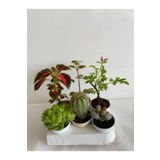 6'lı Set Bitki Seti+Yaprak Güzeli+Kaktüs+Kokulu Benjamin+Taş Kaktüs+Itır, BTSNU22042428