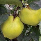 7 Yaş Aşılı Ekmek Ayva Fidanı , Saksıda