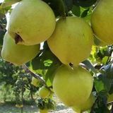 7 Yaş Aşılı Limon Ayva Fidanı , Tüplü