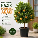7 Yaş Saksılı Portakal Ağacı | Meyve Veren, Güçlü Gövdeli Ve Dekoratif