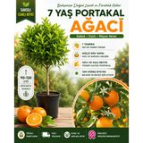 7 Yaş Saksılı Portakal Ağacı – Meyve Vermeye Hazır, Güçlü Kök Yapısına Sahip