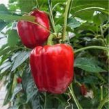 70 Adet Tohum Nadir Kirmizi Dolmalik Biber Tohumu Dolma Biber Tohumu Saksi Toprak Hediyeli