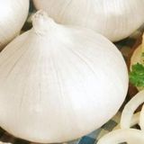 70+ Tatlı İspanyol Beyaz Soğan Tohumu N11.2709