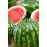 75 Adet Tohum Nadir Organik Hobi Bahçesi Crimson Sweet Karpuz Tohumu Yetiştirme Saksı Toprak Hediye
