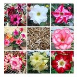 8 Adet Adenium Çöl Gülü Çiçeği Fidanı Pakedi (mix Karışık)