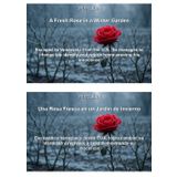 A Fresh Rose in a Winter Garden - Una Rosa Fresca en un Jardín de Invierno: Escaped to Venezuela from the U.S., he manages to change his identity and return home proving his innocence