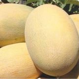 A-z Tohum Kavun Tohumu A-z 90 F1 Ananas Tipi Kavun - 20 Adet Tohumluk