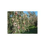 AAC TARIM Ayvalık Zeytin Fidanı