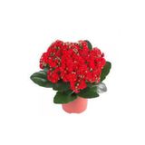 AAC TARIM Kalanşo Çiçeği Kalanchoe Çiçeği Bitki Ev Ofis Bitkisi Kırmızı 20-25 Cm