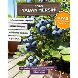Abelia Fidancılık 3 Yaş Meyve Vermeye Hazır Yaban Mersini Fidanı - Blueberry Sapling