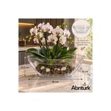 abnturk Kayık Orkide Saksı Pratik Dayanıklı Şık 3.8lt Tabaklı Şeffaf Oval Orkide Saksısı-Ev Balkon Gondol Saksı 36x16x13,5cm Altı Tabaklıdır Kendi Kendini Sulayan Saksı