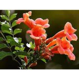 Acem Borusu Campsis Radicans 30-50 Cm