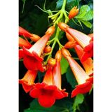 Acem Borusu - Campsis Radicans 30-60 cm